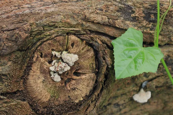 Kalebas bladeren op boom — Stockfoto