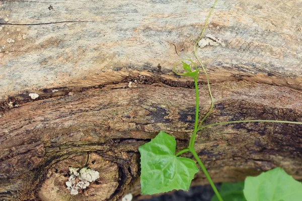 Kalebas bladeren op boom — Stockfoto