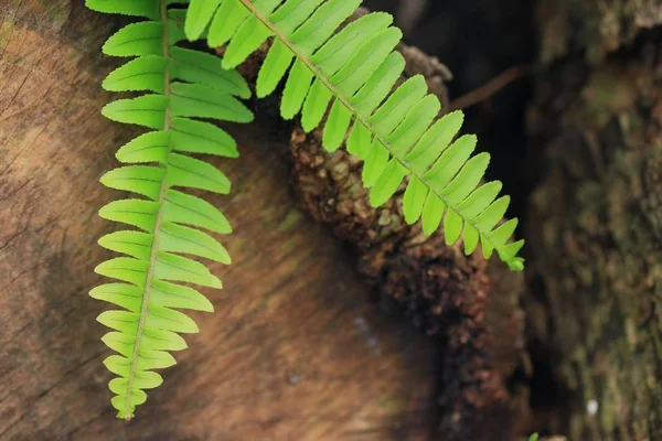 Samambaia verde na natureza — Fotografia de Stock