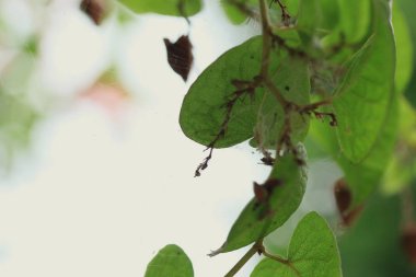 yeşil yaprakları ve örümcek ağı