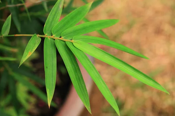 Groene bladeren in de natuur — Stockfoto