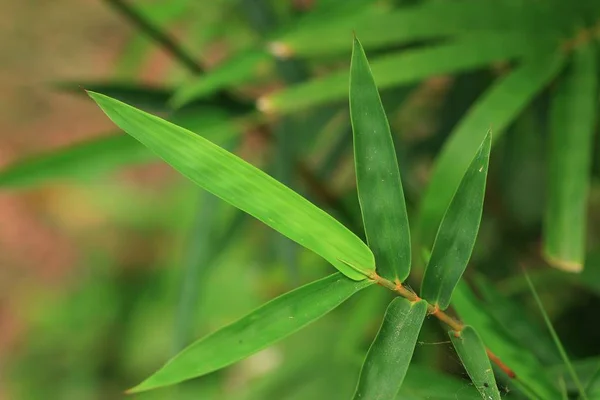 Bambu yaprakları doğada — Stok fotoğraf