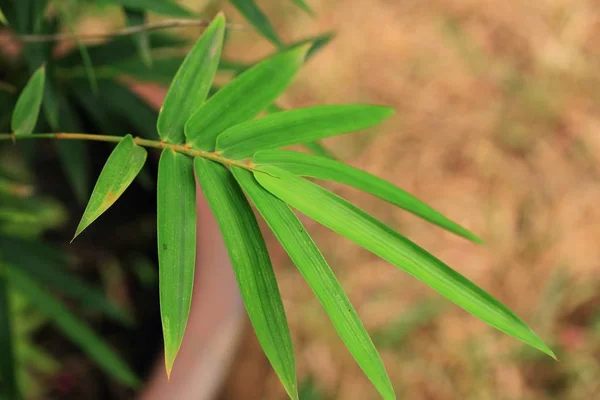 Bambusowe listowie w przyrodzie — Zdjęcie stockowe
