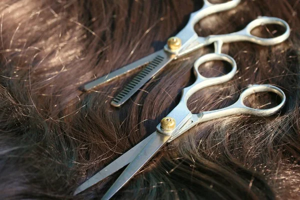 Tijeras de peluquero en el cabello —  Fotos de Stock