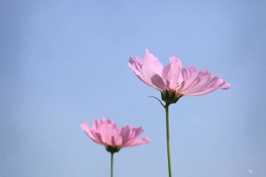 güzel alanlar cosmos çiçekler