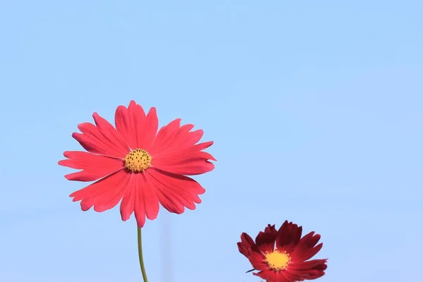 Beautiful fields cosmos flowers — Stock Photo, Image