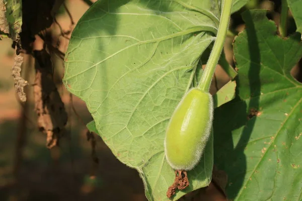 Melón de invierno en la naturaleza — Foto de Stock