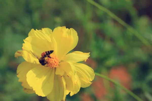 Krásné pole cosmos květiny — Stock fotografie