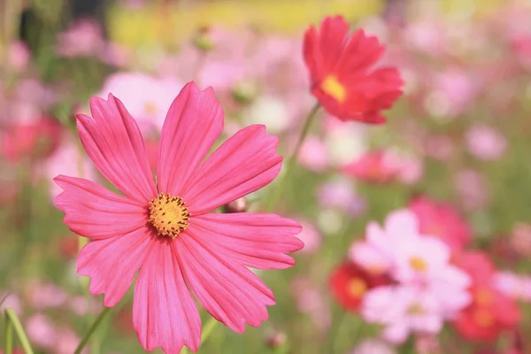 Krásné pole cosmos květiny — Stock fotografie