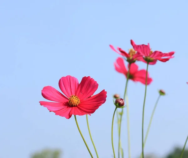 beautiful fields cosmos flowers