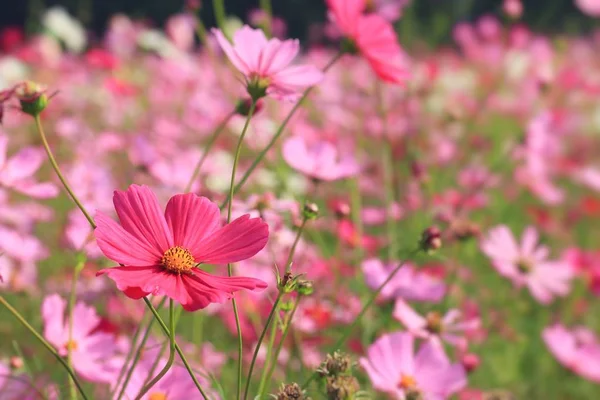 Campos bonitos flores cosmos — Fotografia de Stock