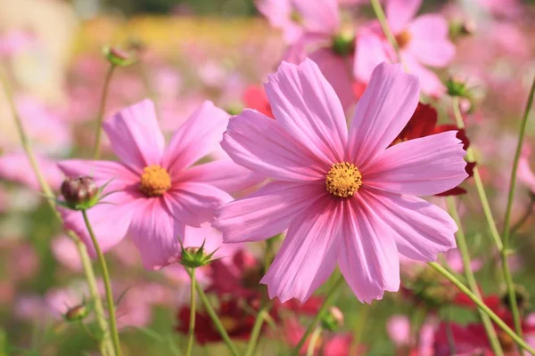 Schöne Felder Kosmos Blumen — Stockfoto