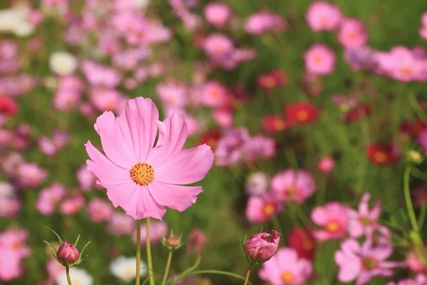 Krásné pole cosmos květiny — Stock fotografie