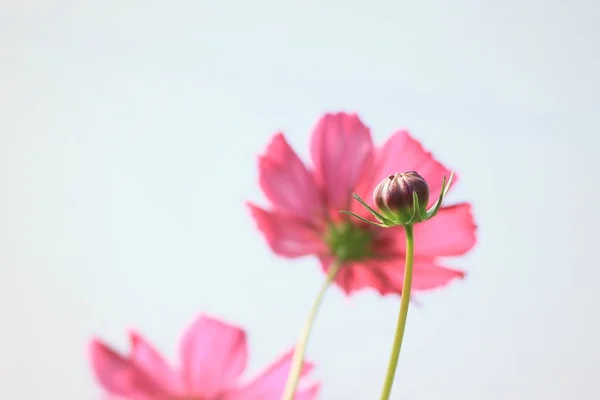 Beautiful fields cosmos flowers — Stock Photo, Image