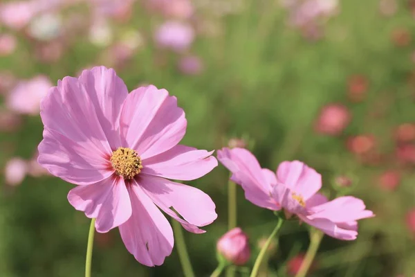 Campos hermosos cosmos flores —  Fotos de Stock