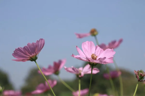 Beautiful fields cosmos flowers — Stock Photo, Image