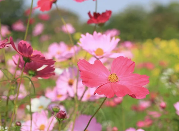 Schöne Felder Kosmos Blumen — Stockfoto