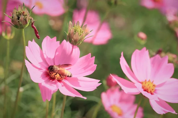 美しいフィールド コスモスの花 — ストック写真