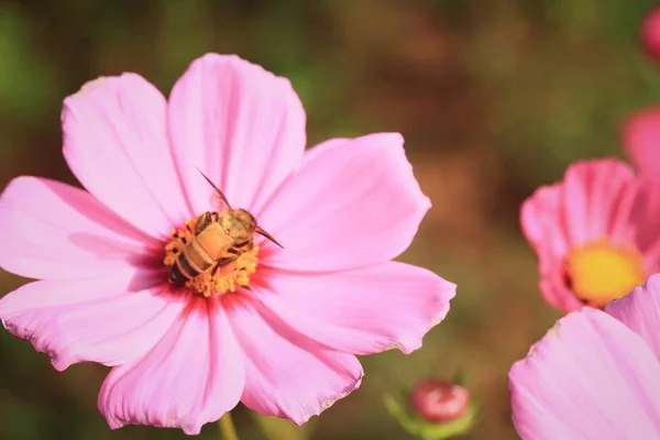 아름 다운 필드 코스모스 꽃 — 스톡 사진