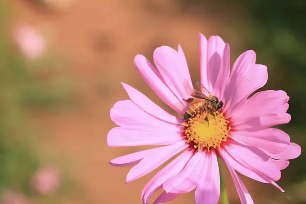 Krásné pole cosmos květiny — Stock fotografie