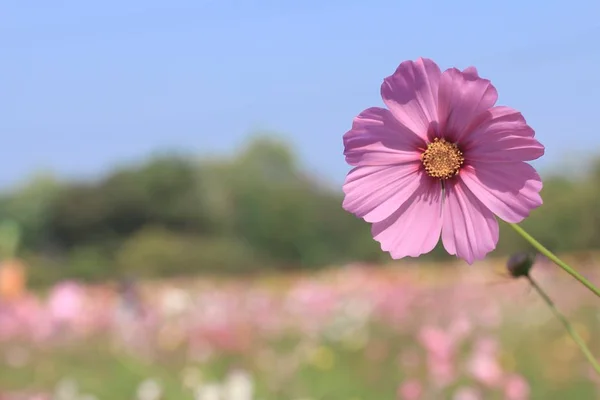 Beaux champs cosmos fleurs — Photo