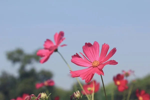 beautiful fields cosmos flowers