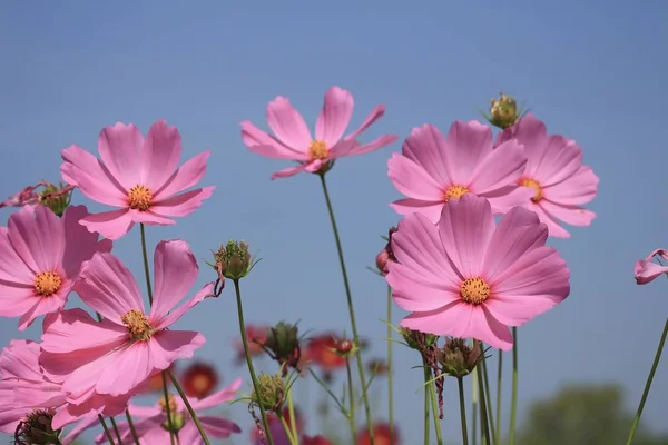 beautiful fields cosmos flowers