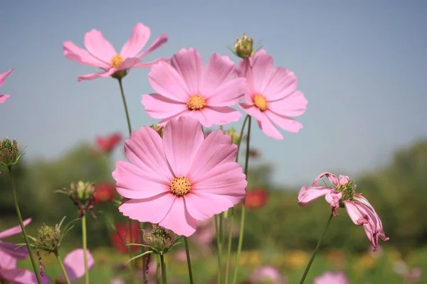 Beautiful fields cosmos flowers — Stock Photo, Image