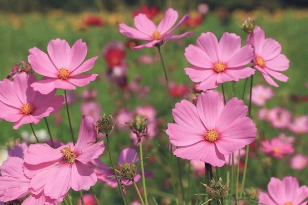 beautiful fields cosmos flowers