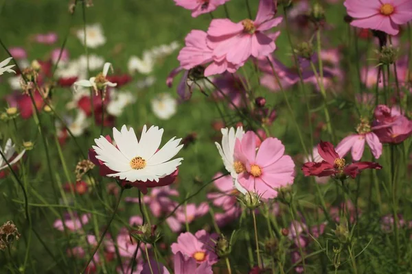 Krásné pole cosmos květiny — Stock fotografie