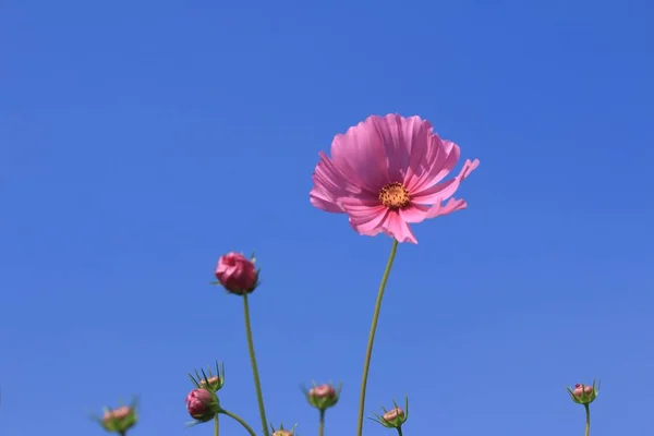 Schöne Felder Kosmos Blumen — Stockfoto