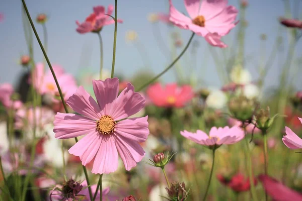 Prachtige velden kosmos bloemen — Stockfoto
