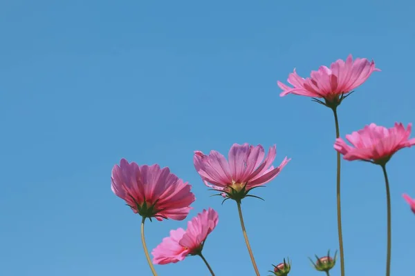 beautiful fields cosmos flowers