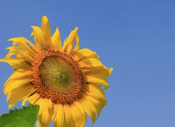 Campos de girassóis na natureza — Fotografia de Stock