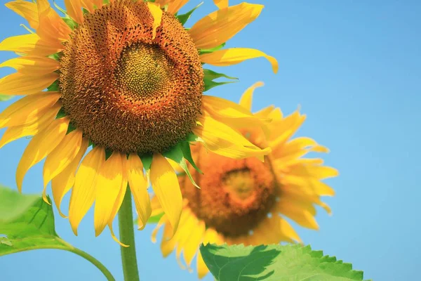 Campos de girassóis na natureza — Fotografia de Stock