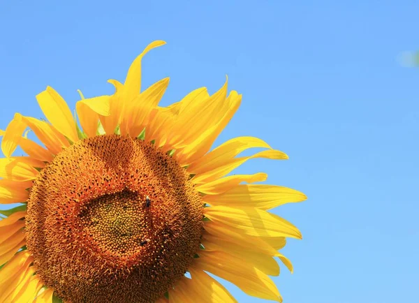 Pole slunečnic v přírodě — Stock fotografie