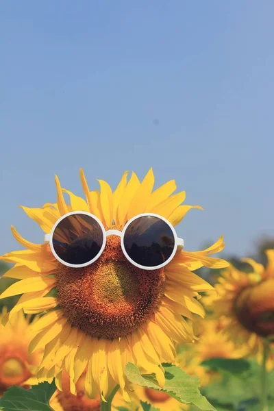Поля соняшників у природі — стокове фото