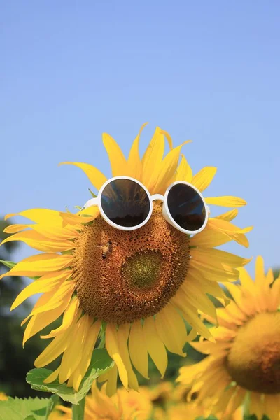 Champs de tournesols dans la nature — Photo