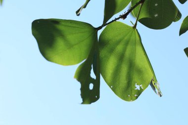 doğa üzerinde yeşil yaprakları