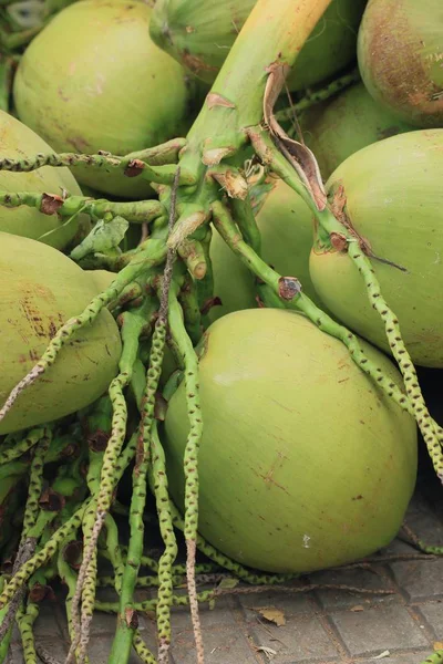 stock image Avalanche a fresh coconut