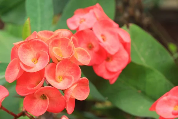 Korona cierniowa kwiatów — Zdjęcie stockowe