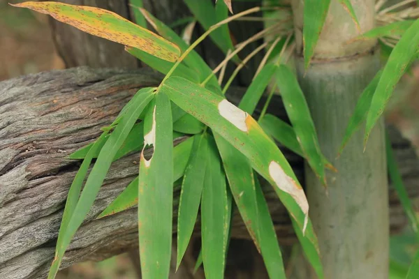 Bamboe bladeren in de natuur — Stockfoto