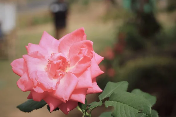 Rosa Rose auf die Natur — Stockfoto