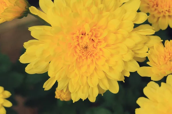 Chrysanthème jaune dans la nature — Photo