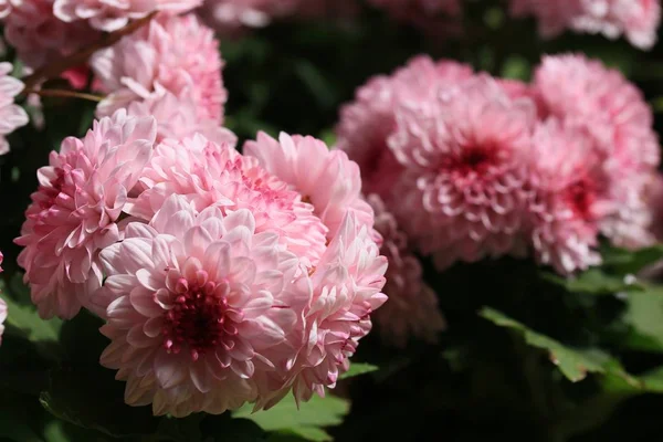 Розовая хризантема в природе — стоковое фото