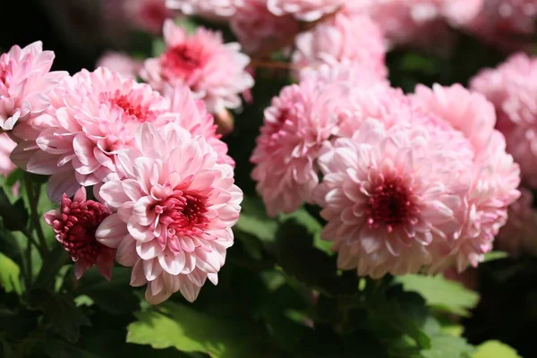 Crisantemo rosa en la naturaleza — Foto de Stock