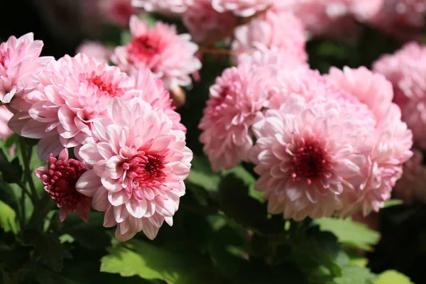 Rosa Chrysanthemen in der Natur — Stockfoto