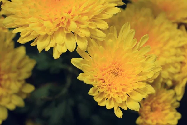 Chrysanthème jaune dans la nature — Photo