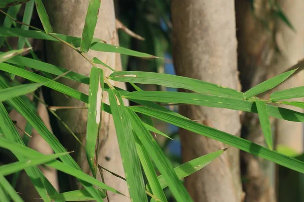 Bamboe bladeren op aard — Stockfoto