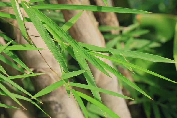 Bamboe bladeren op aard — Stockfoto